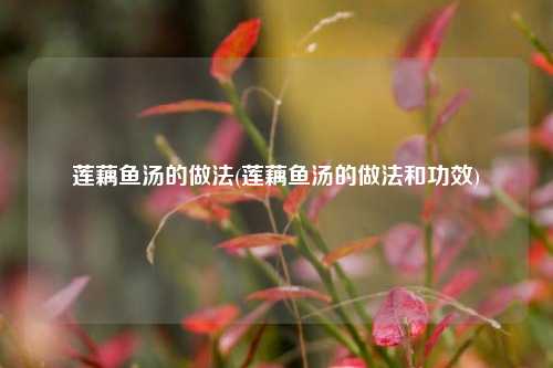 莲藕鱼汤的做法(莲藕鱼汤的做法和功效)